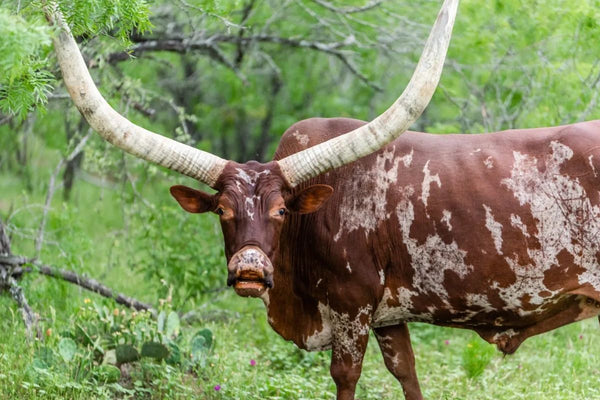 Most Forgotten Items On A Hunting Trip That You Must Know!