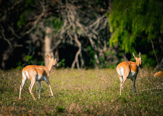 Best Places to Hunt Whitetail Deer in Texas