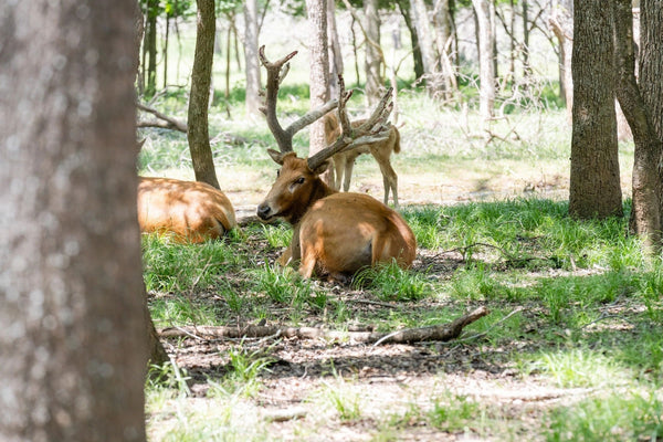 Your Guide to Unforgettable South Texas Deer Hunts