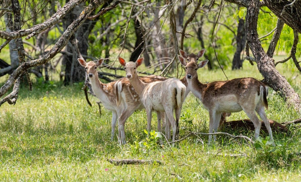 Inside the World of Top Texas Deer Hunting Outfitters