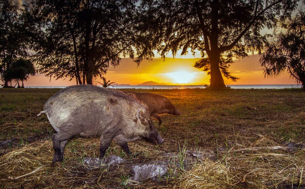 How to Field-Dress a Hog After Hunting It?