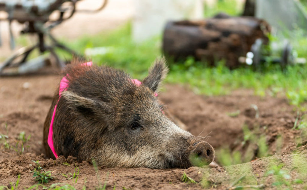 Is Unlimited Hog Hunting in Texas the Ultimate Outdoor Challenge?