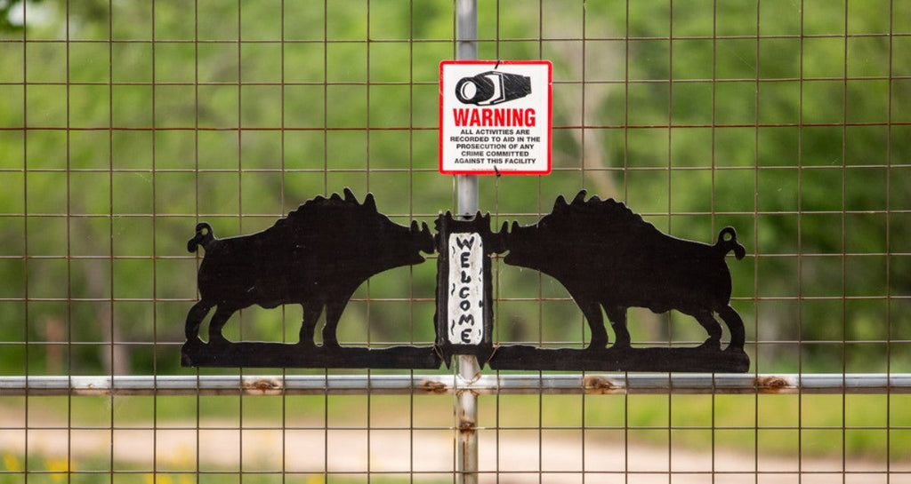 A Hunter's Look Back: What Boar Hunts in Texas Are Really Like