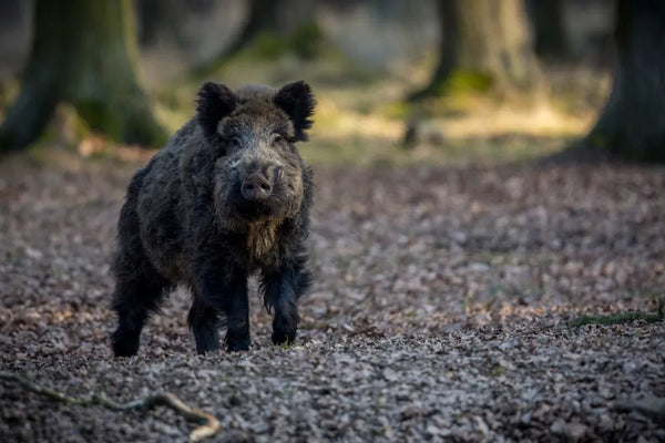 Exploring the Best and Most Affordable Hog Hunts in Texas