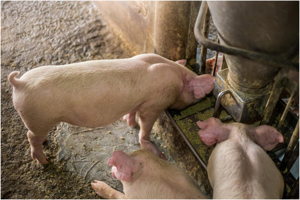 What Are The Hogs' Weaknesses That Can Benefit Your Hunting?