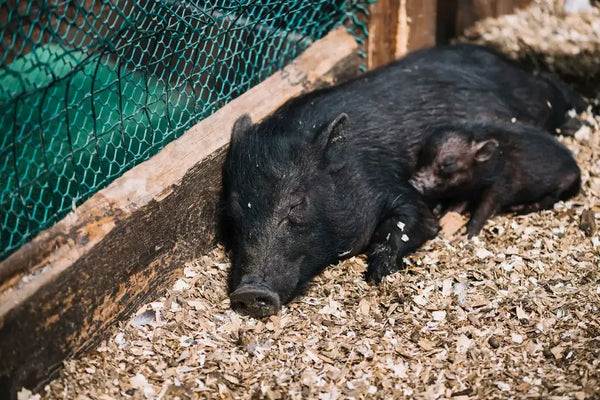 Why Are Wild Hog Hunts in Texas So Popular?