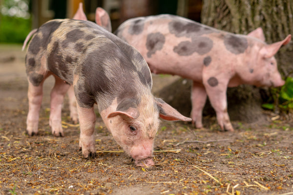 The Thrill Of The Chase: The First Texas Pig Hunt Experience