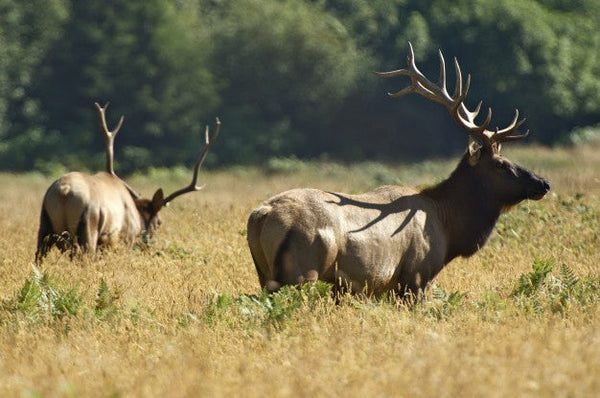 Save Money With Smart South Texas Deer Hunting Packages