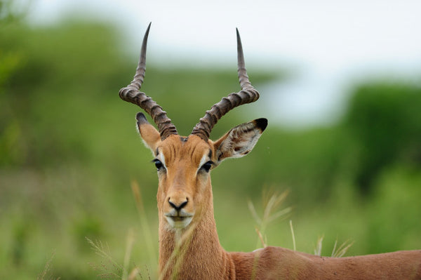 What Makes Deer Hunting Trips In Texas a Must Try?