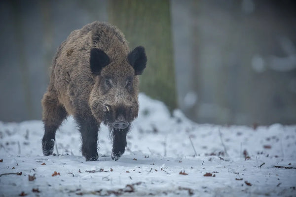 Seasonal Strategies for Successful Hog Hunting in Texas