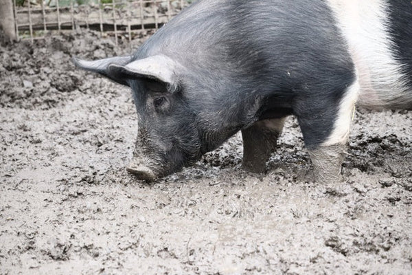 What Makes Pig Hunting Trips More Entertaining?