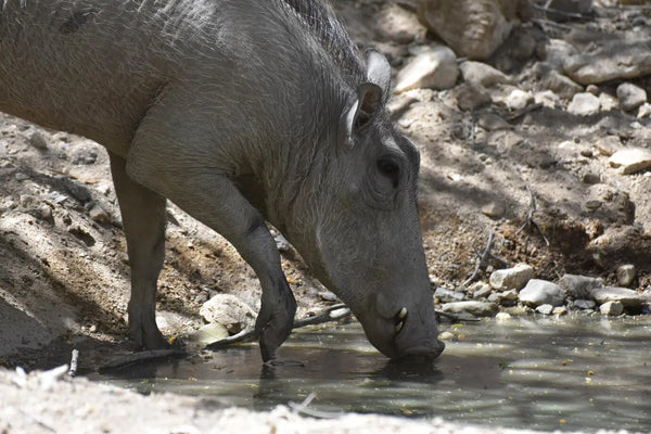 The Thrill of Hunting Hogs in Texas