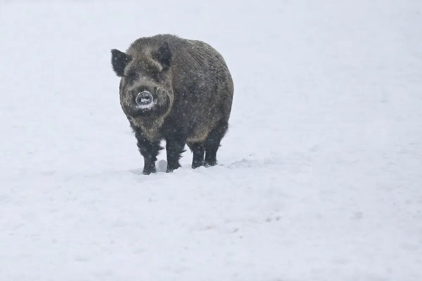 What Are the Rules for Wild Hog Hunting in Texas?