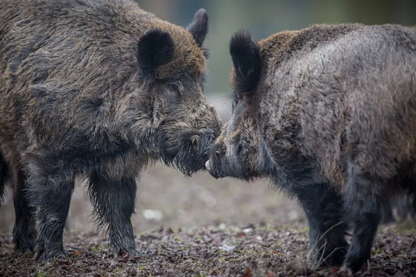 How Do You Hunt Pigs in Texas Like a Pro?