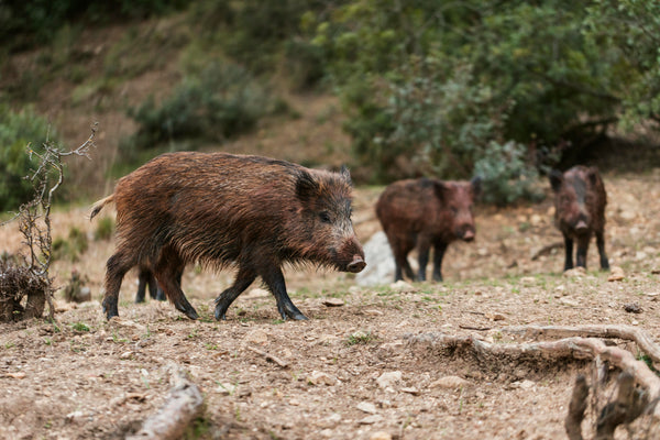 Why Hog Hunting is the Ultimate Outdoor Adventure For Kids?