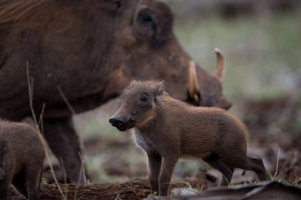 A Complete and True Guide To Bow Hunting Hogs