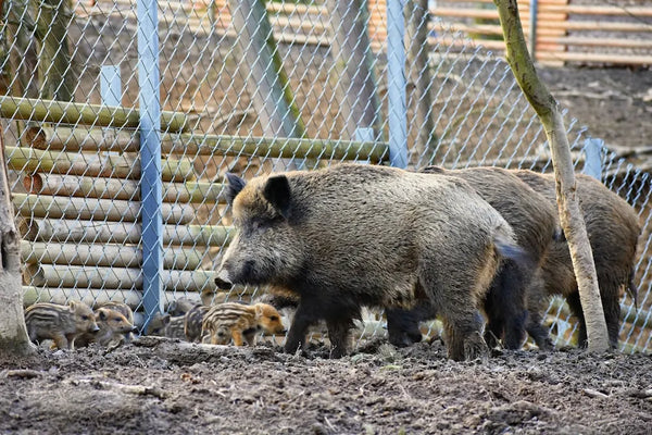The Ultimate Guide to Guided Hog Hunts
