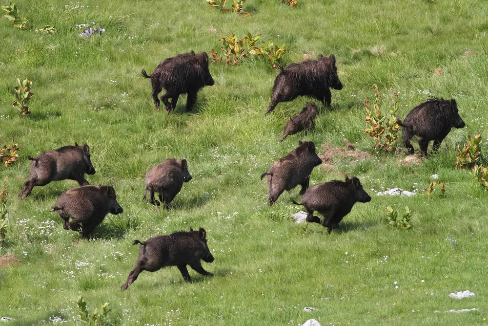 3 Hr Hog Hunt $149 + Loaner Shotgun if needed - Independence Ranch