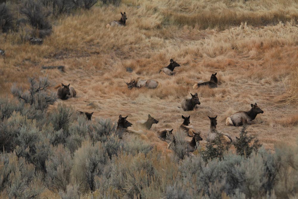 Why Should You Hunt with a Friend?