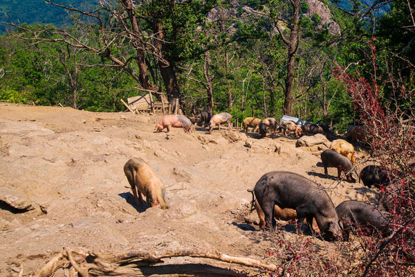 How Texas Wild Hogs Are Shaping Modern Ranch Hunting