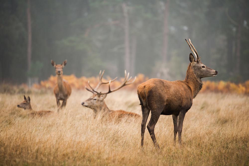 Why Choose Texas Deer Hunting Outfitters Today?