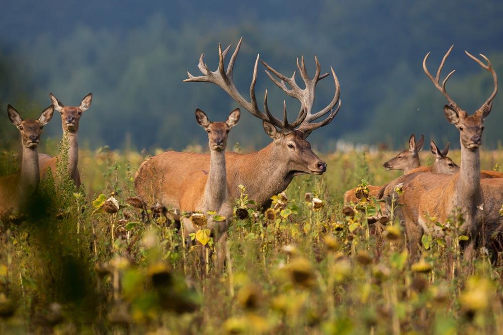 Why Are South Texas Deer Hunts So Popular Today?