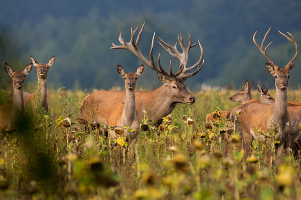 Avoid These Common Mistakes  Before Going To South Texas Deer Hunts