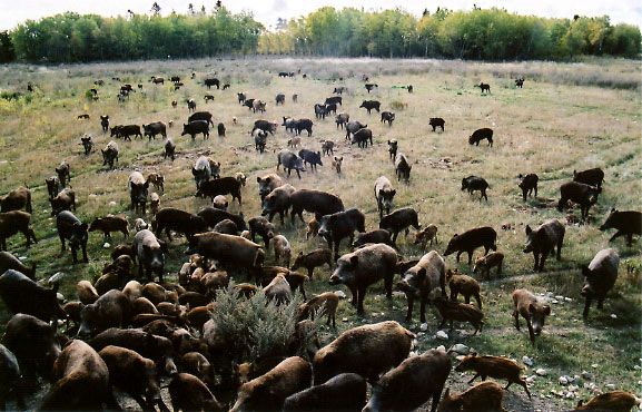 Things To Consider To Book Best Texas Hog Hunting Outfitters