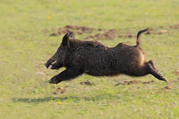 Experience Action-Packed Hunting Adventures at a Premier Texas Ranch