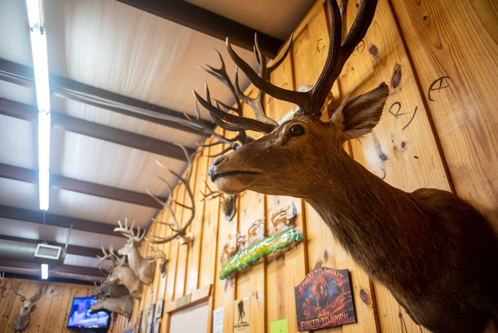 Grab the Best Deal for Texas Hog Hunting Season