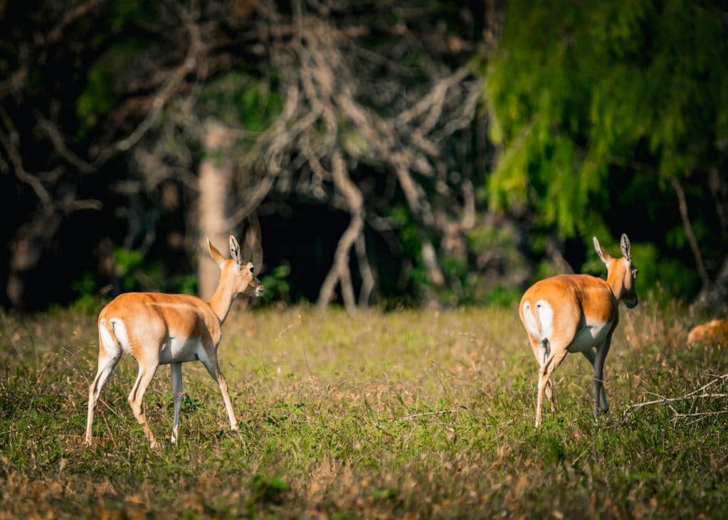 Can You Hunt Deer with A Shotgun?