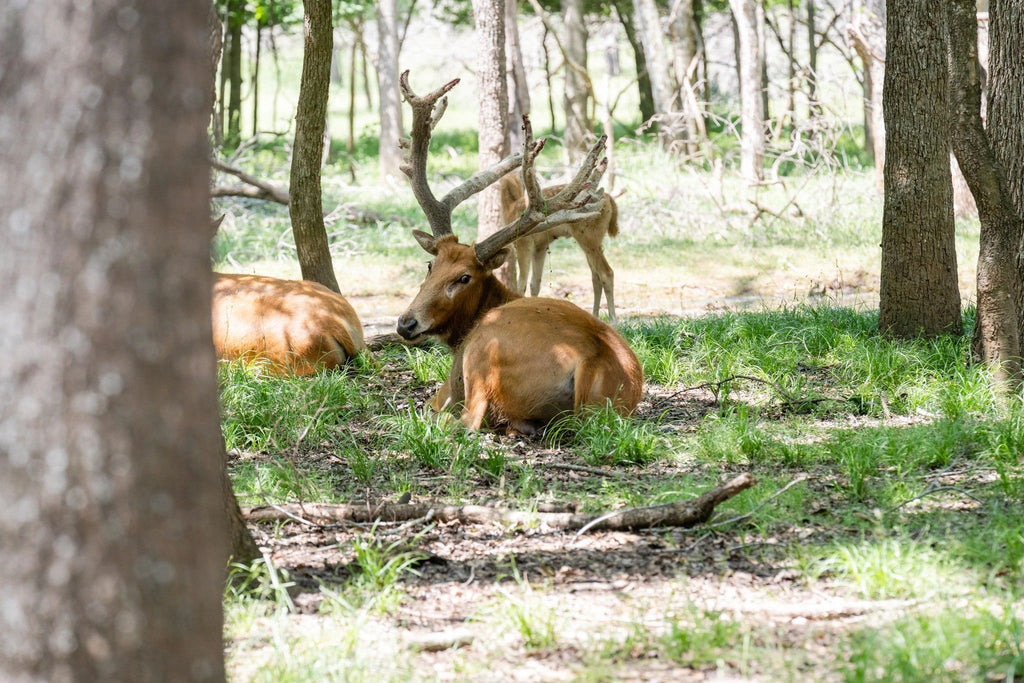 What Are the Best Hog Hunts in Texas for Wild Hog Hunting and Where to Hunt