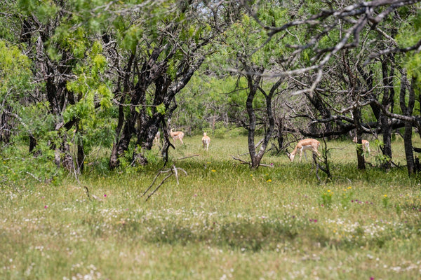 Adventure Awaits: Why Texas is the Ultimate Hunting Destination