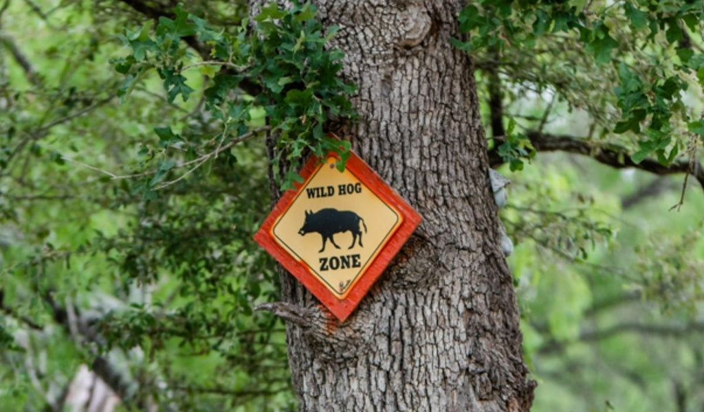 Debunking Common Myths About Hog Hunting