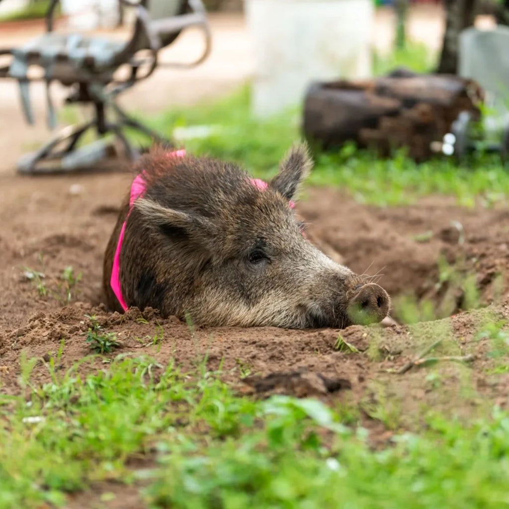 How Does Boar Hunting in Texas Build Mental Focus?