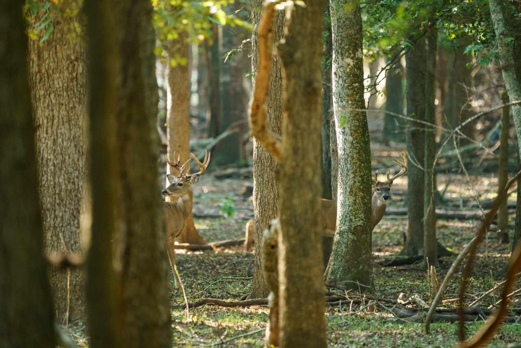 What Makes Independence Ranch A Great Choice For Hunting In Texas?