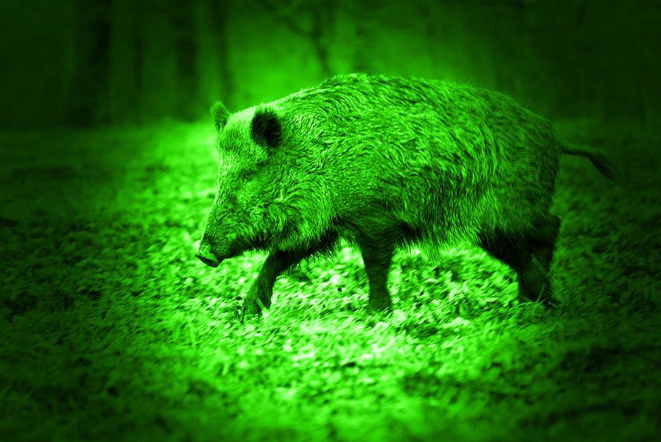 The Rise of North Texas as a Hog Hunting Hub