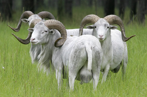 Why Is Texas Exotic Hunting Gaining Fame Fast?