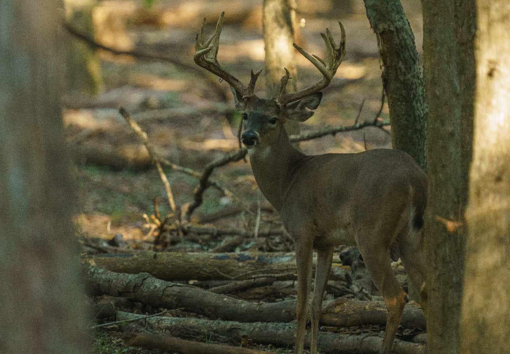 What Makes Texas Deer Hunting So Special?