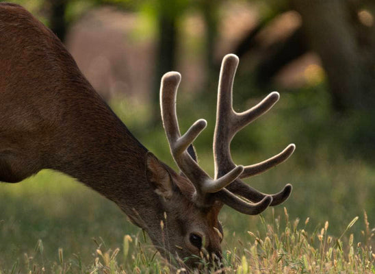 What’s Driving the Demand for Affordable Texas Deer Hunts?