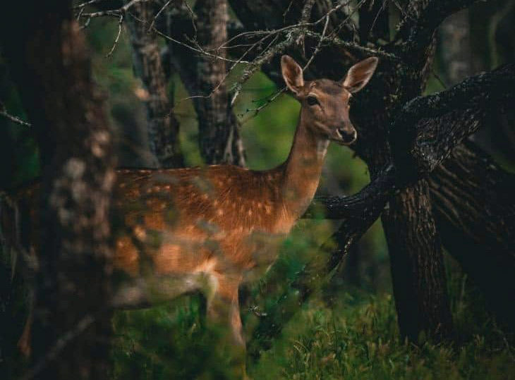 Night Hog Hunting Texas: Affordable Options for Budget-Minded Hunters