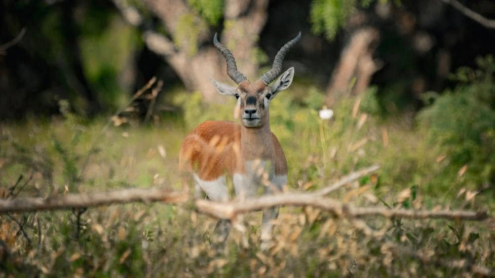 South Texas Deer Hunting Packages: A Complete Planning Guide