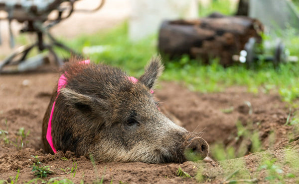 Making the Most of a Hog Hunting Trip in Texas – Strategy Over Speed