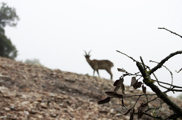 How Healthy Is Venison or Deer Meat- Is it Worth a Hunt?