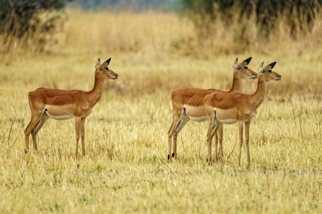 Top Signs That Explains How A Guided Hunt Is Right For You!