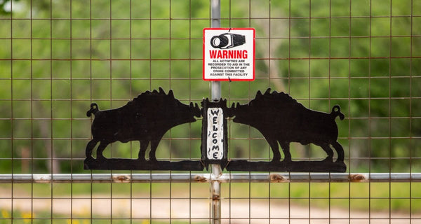 How to Handle Wild Hogs for Texas Hunters?