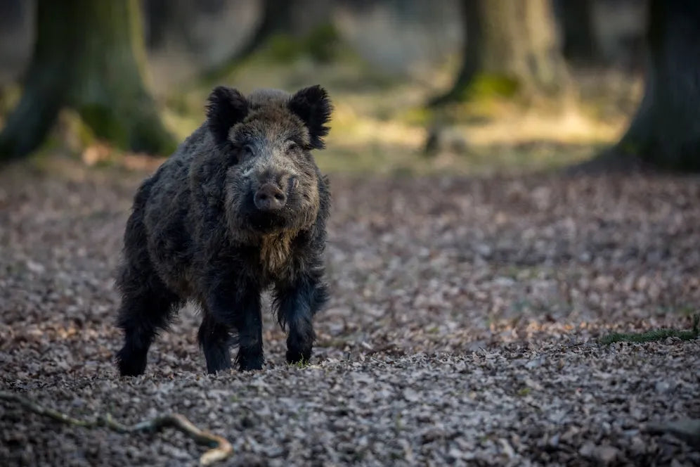 Exploring the Best and Most Affordable Hog Hunts in Texas