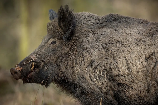 Why Is Central Texas a Prime Location for Hog Hunting?