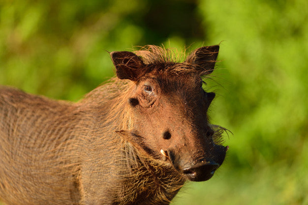 Hog Hunting Tips for Beginners