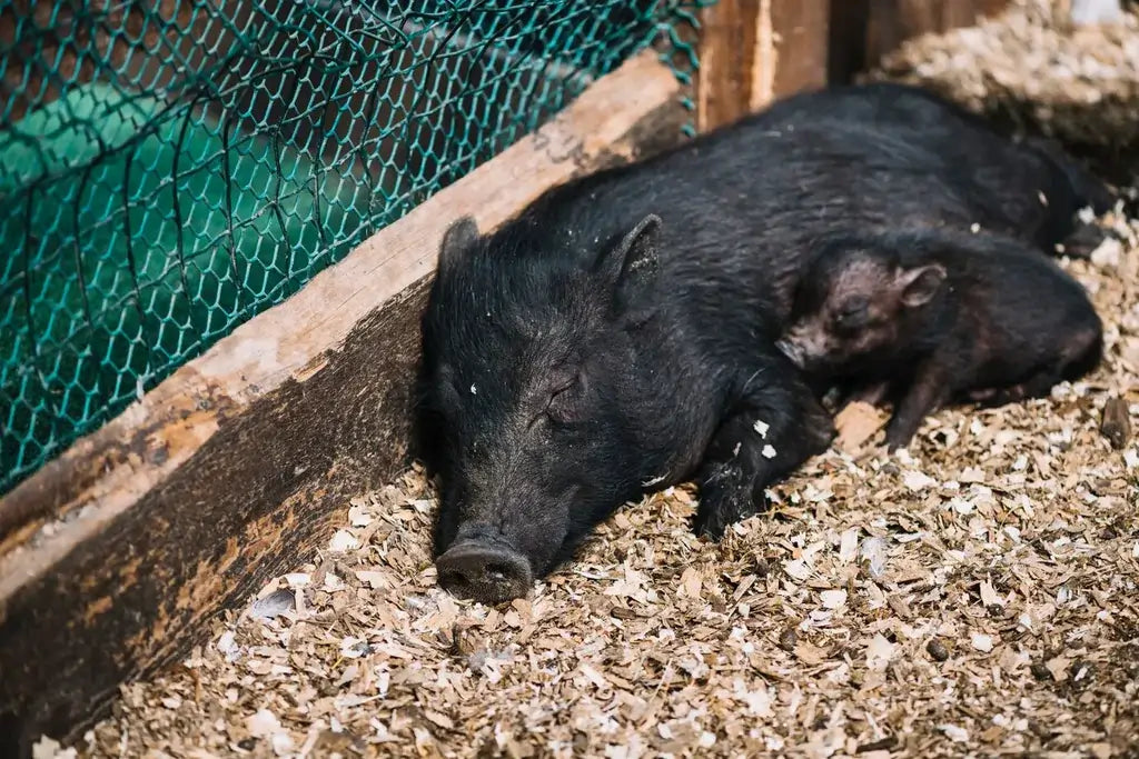 Why Are Wild Hog Hunts in Texas So Popular?